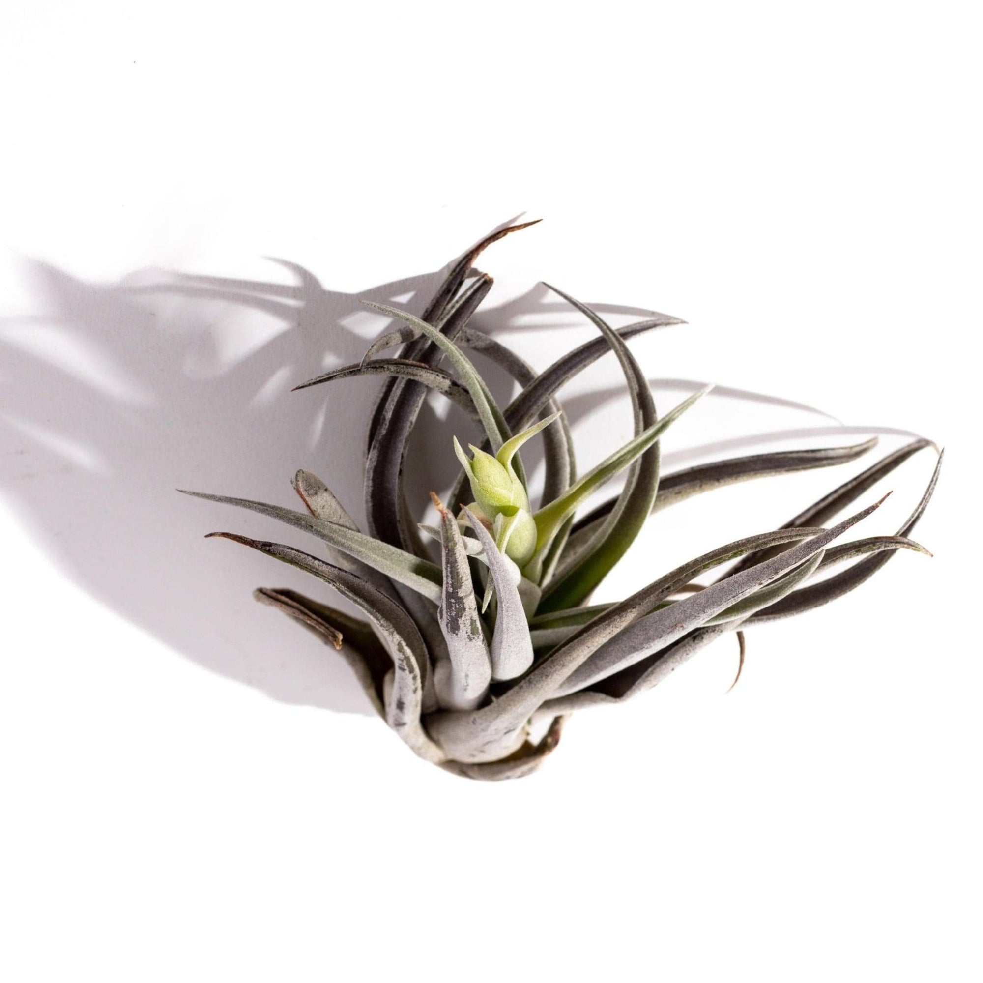 Tillandsia harrisii - Green Fresh Florals + Plants