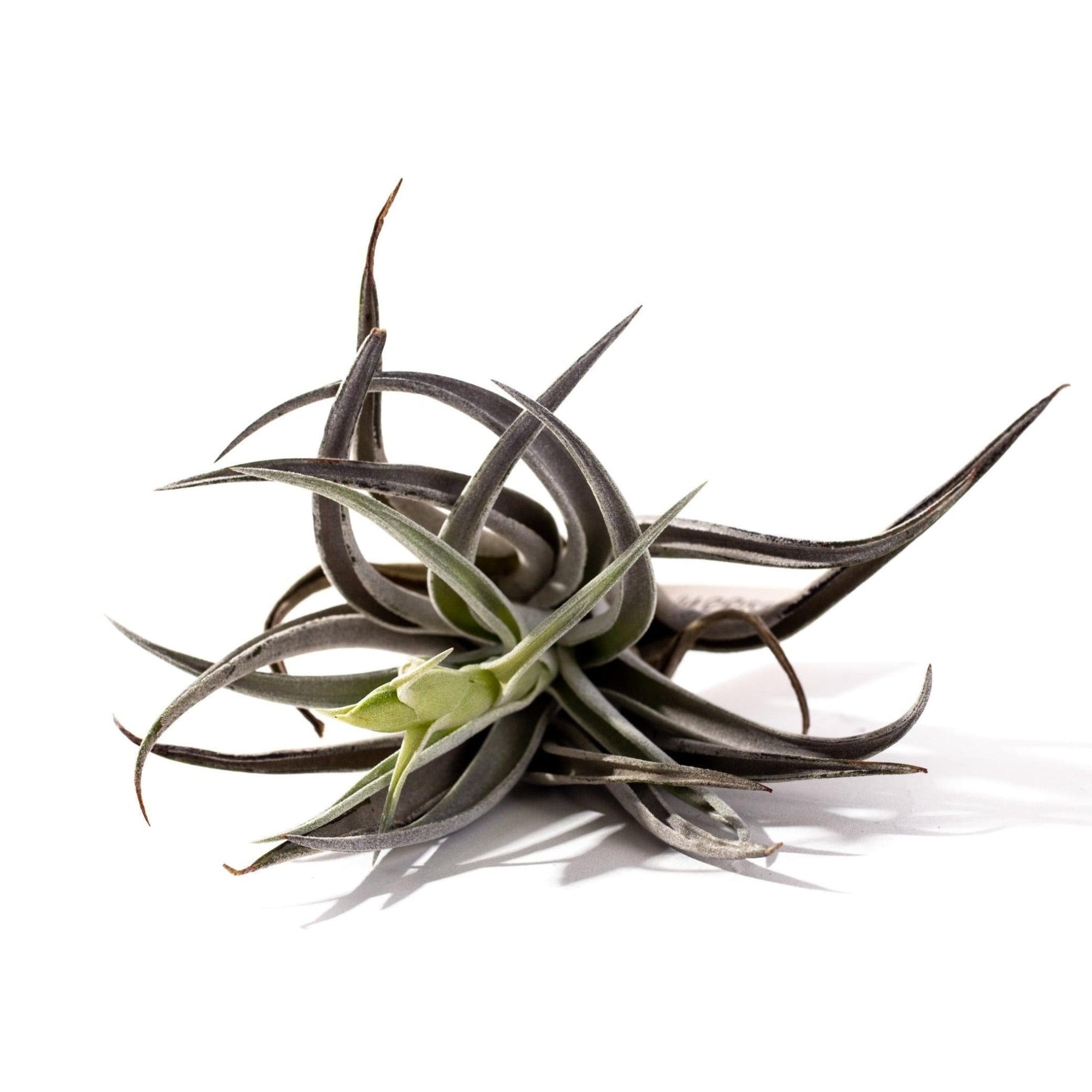 Tillandsia harrisii - Green Fresh Florals + Plants