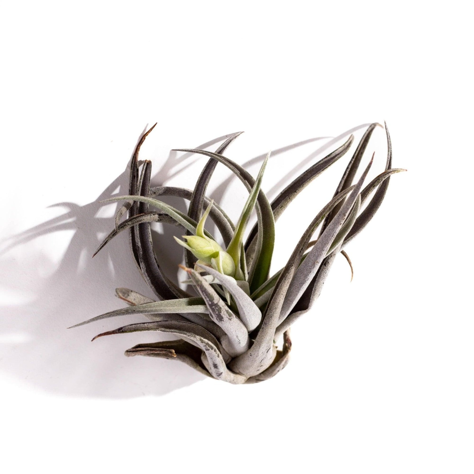 Tillandsia harrisii - Green Fresh Florals + Plants