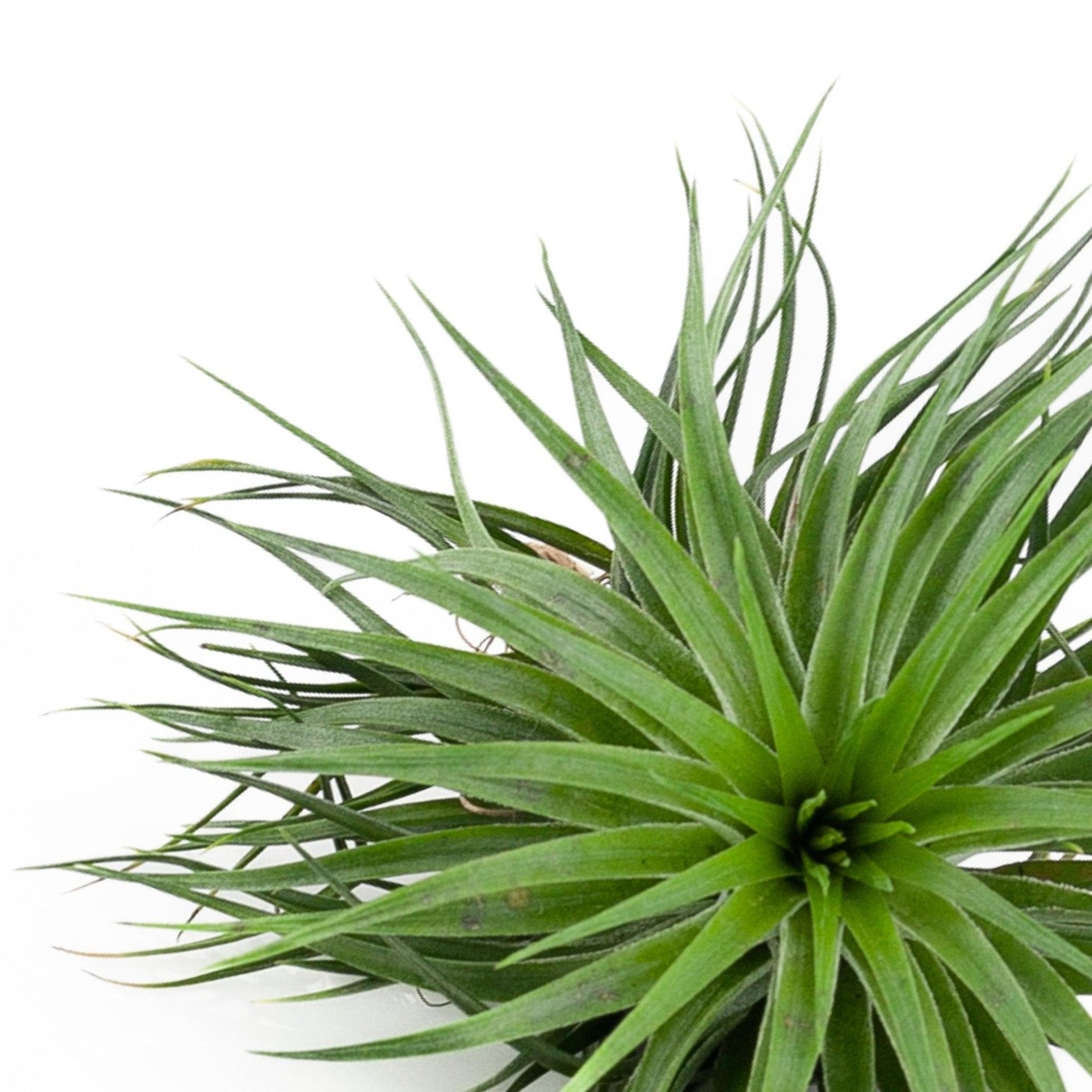 Tillandsia Houston green compact - Green Fresh Florals + Plants