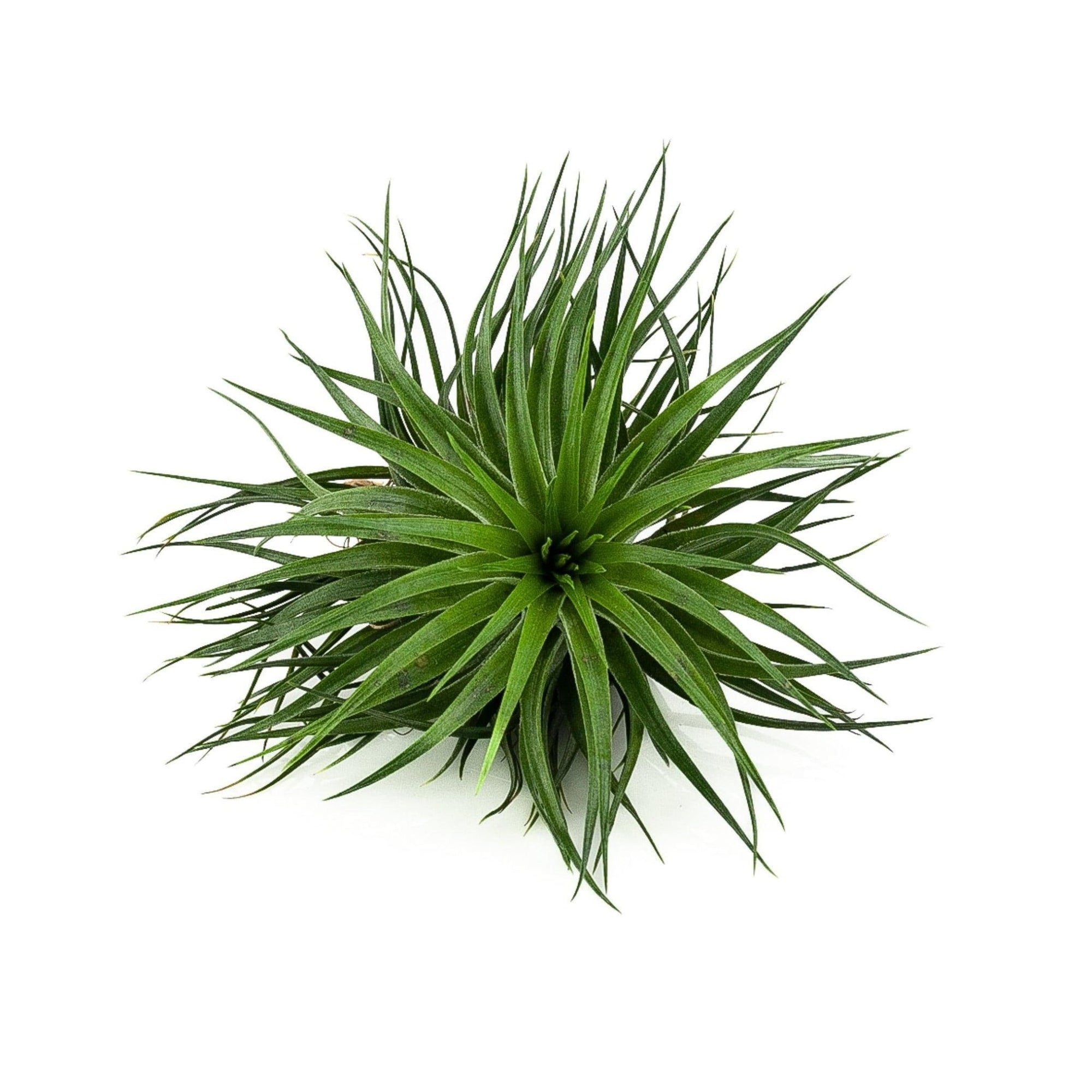 Tillandsia Houston green compact - Green Fresh Florals + Plants