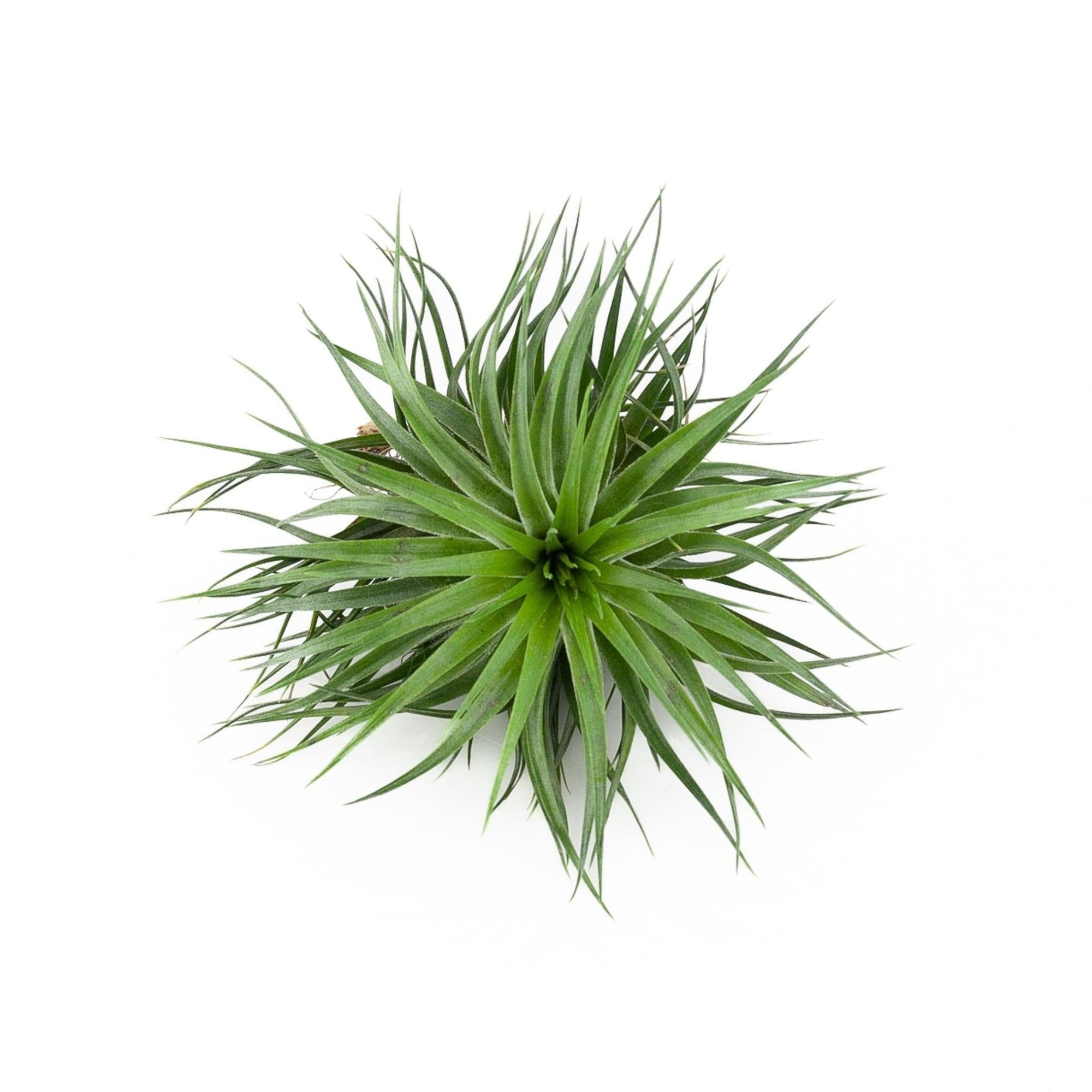 Tillandsia Houston green compact - Green Fresh Florals + Plants