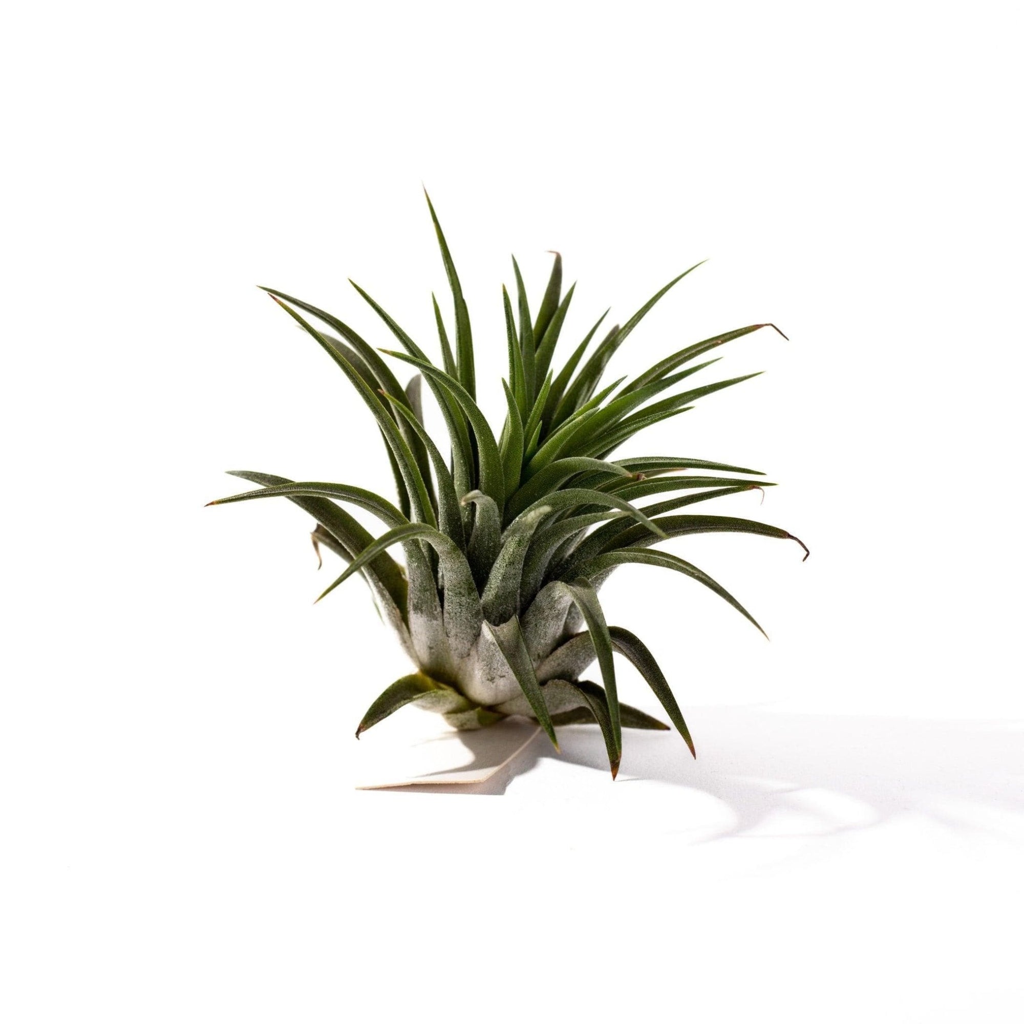 Tillandsia ionantha - Green Fresh Florals + Plants