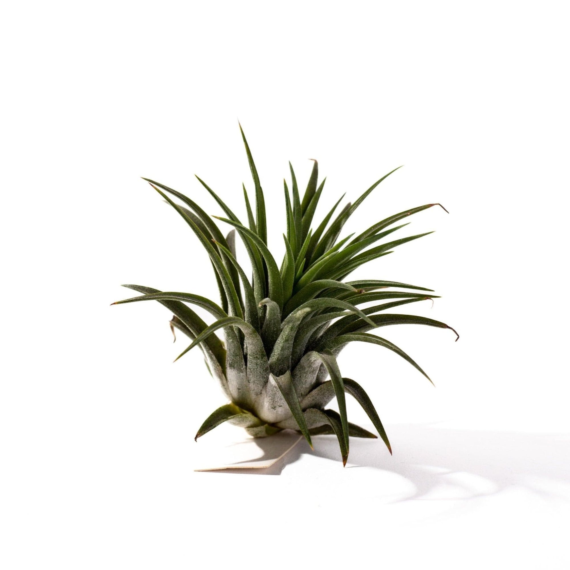 Tillandsia ionantha - Green Fresh Florals + Plants