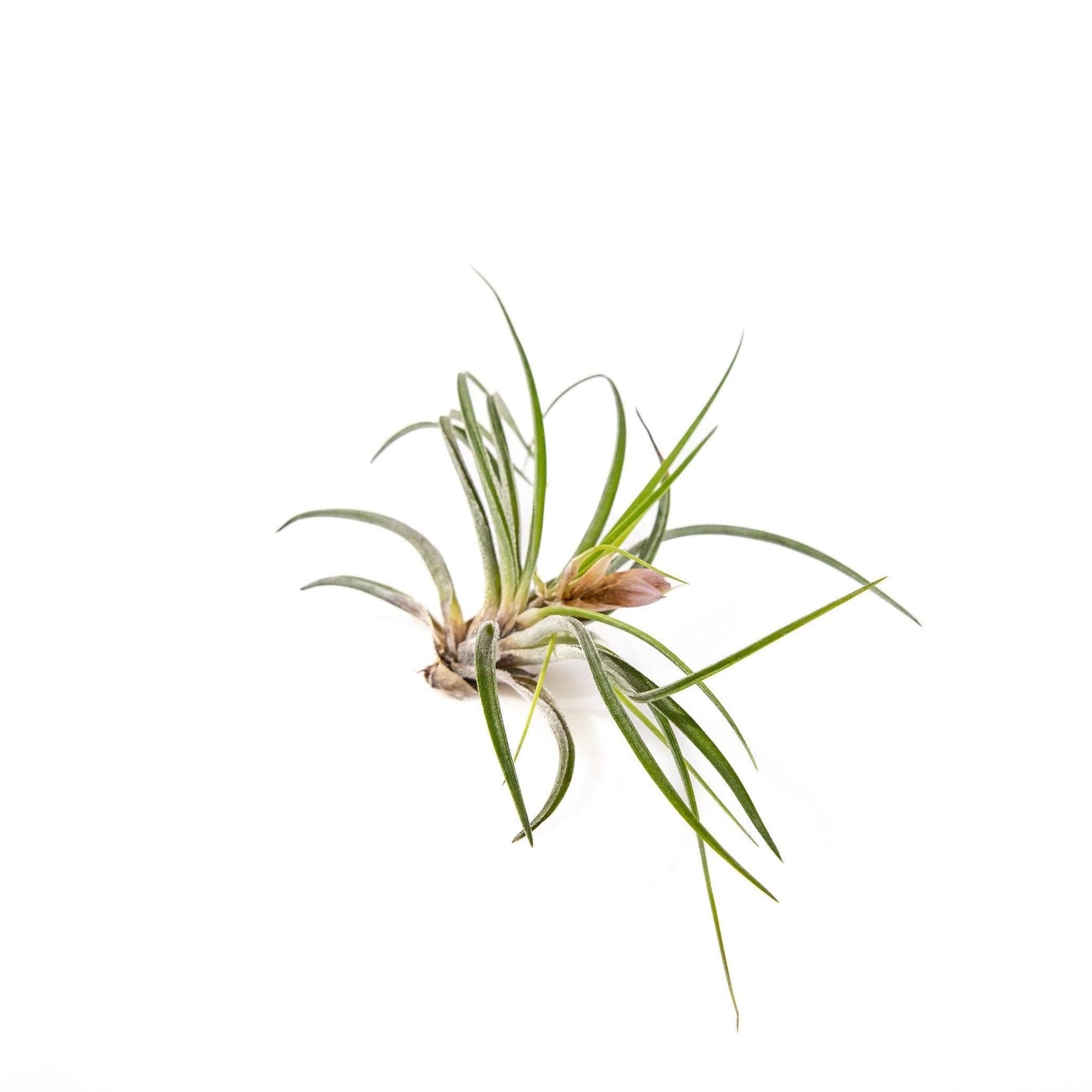 Tillandsia stricta - Green Fresh Florals + Plants