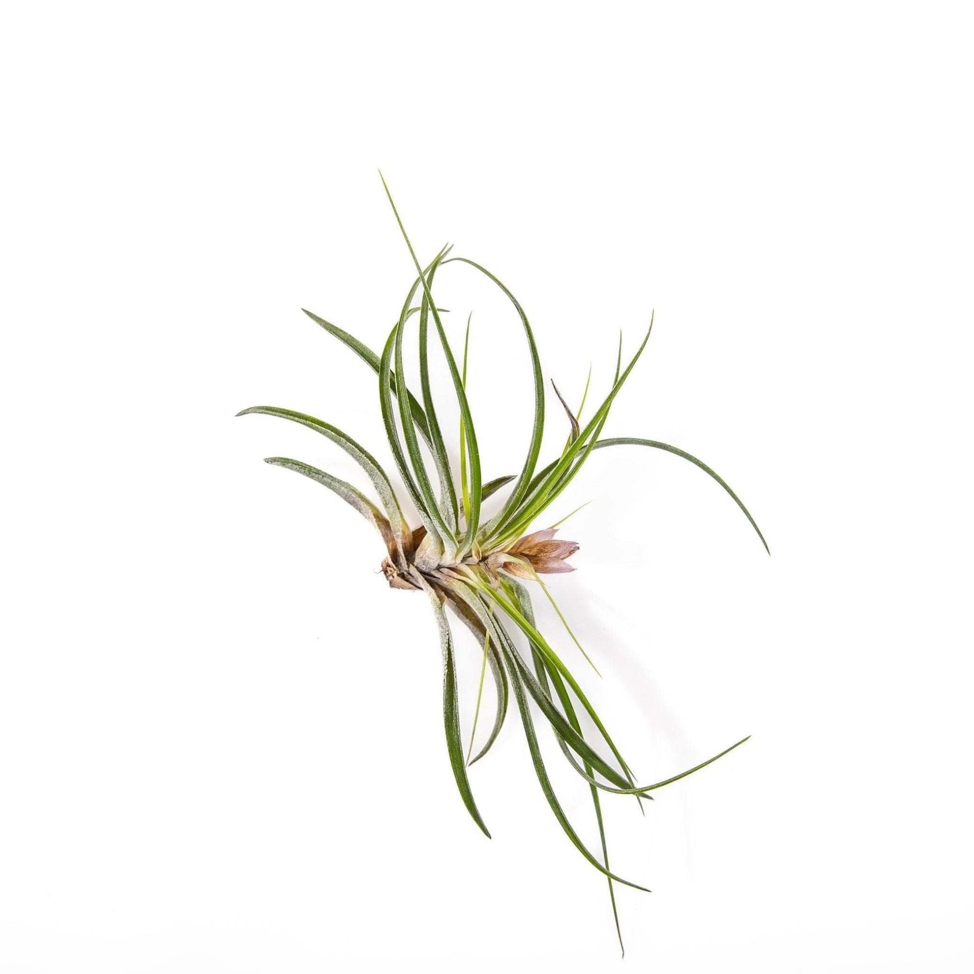 Tillandsia stricta - Green Fresh Florals + Plants