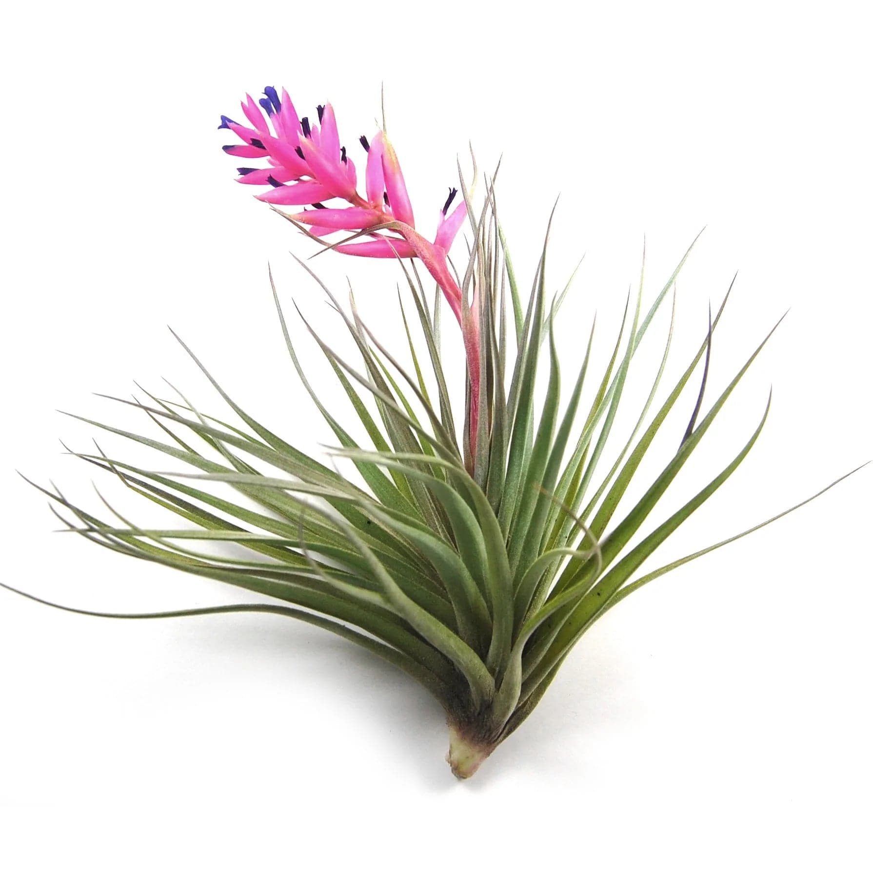 Tillandsia stricta - Green Fresh Florals + Plants