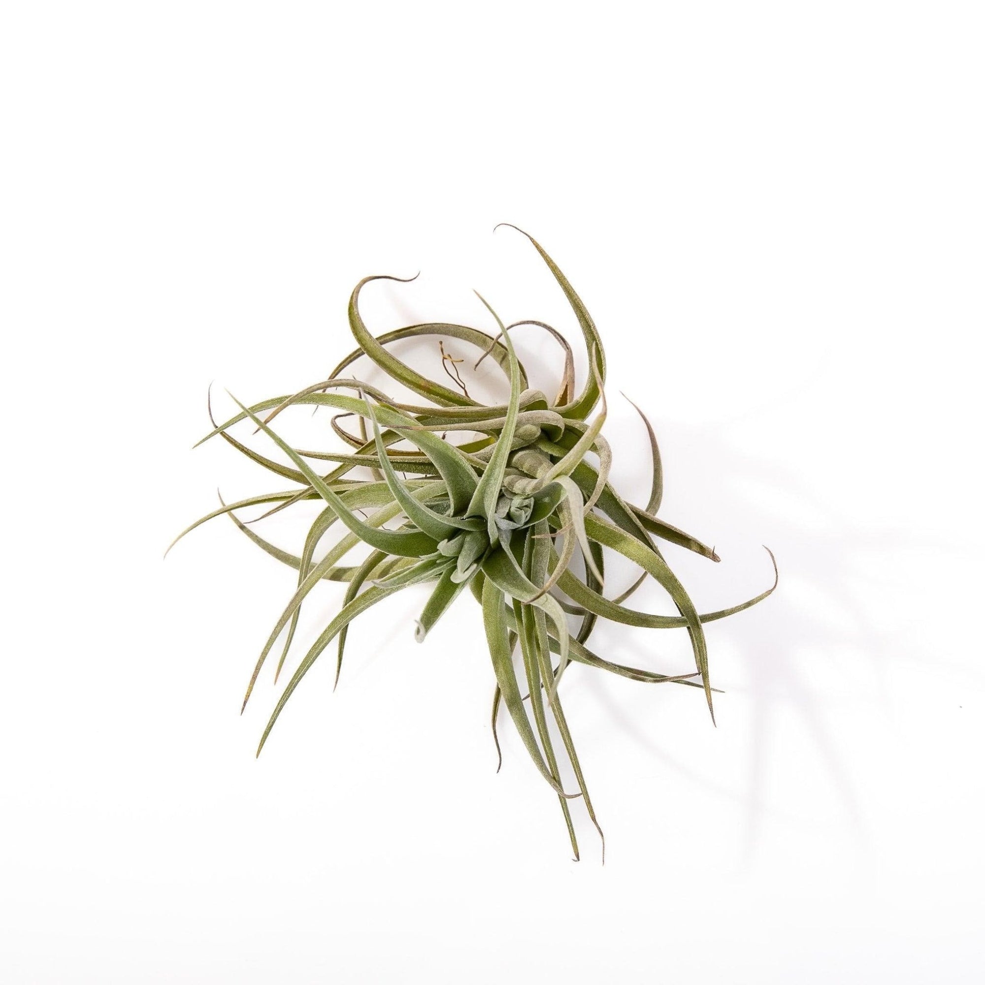 Tillandsia velutina - Green Fresh Florals + Plants