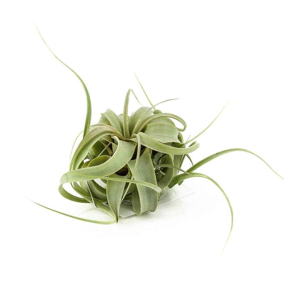 Tillandsia xerographica - Green Fresh Florals + Plants