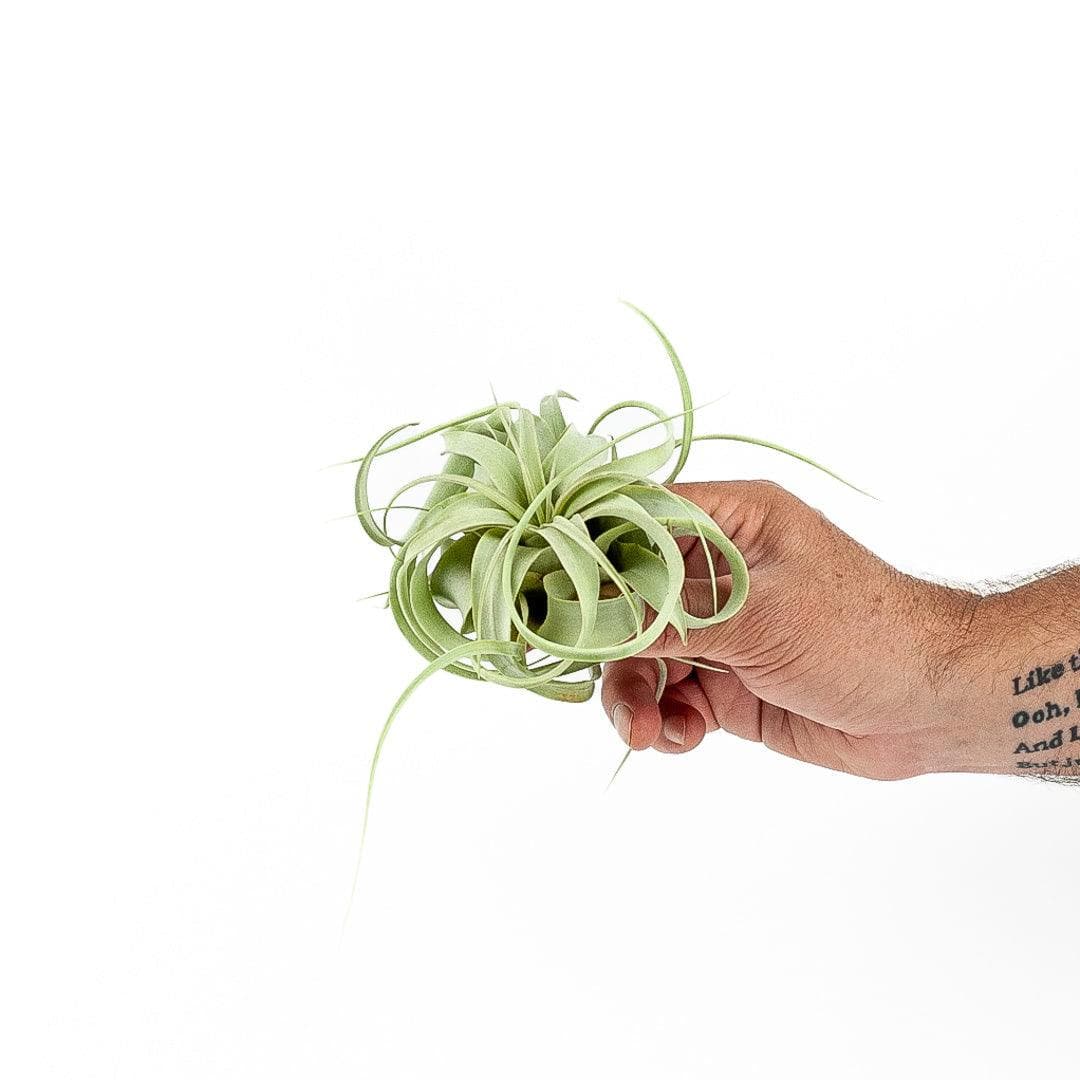 Tillandsia xerographica - Green Fresh Florals + Plants