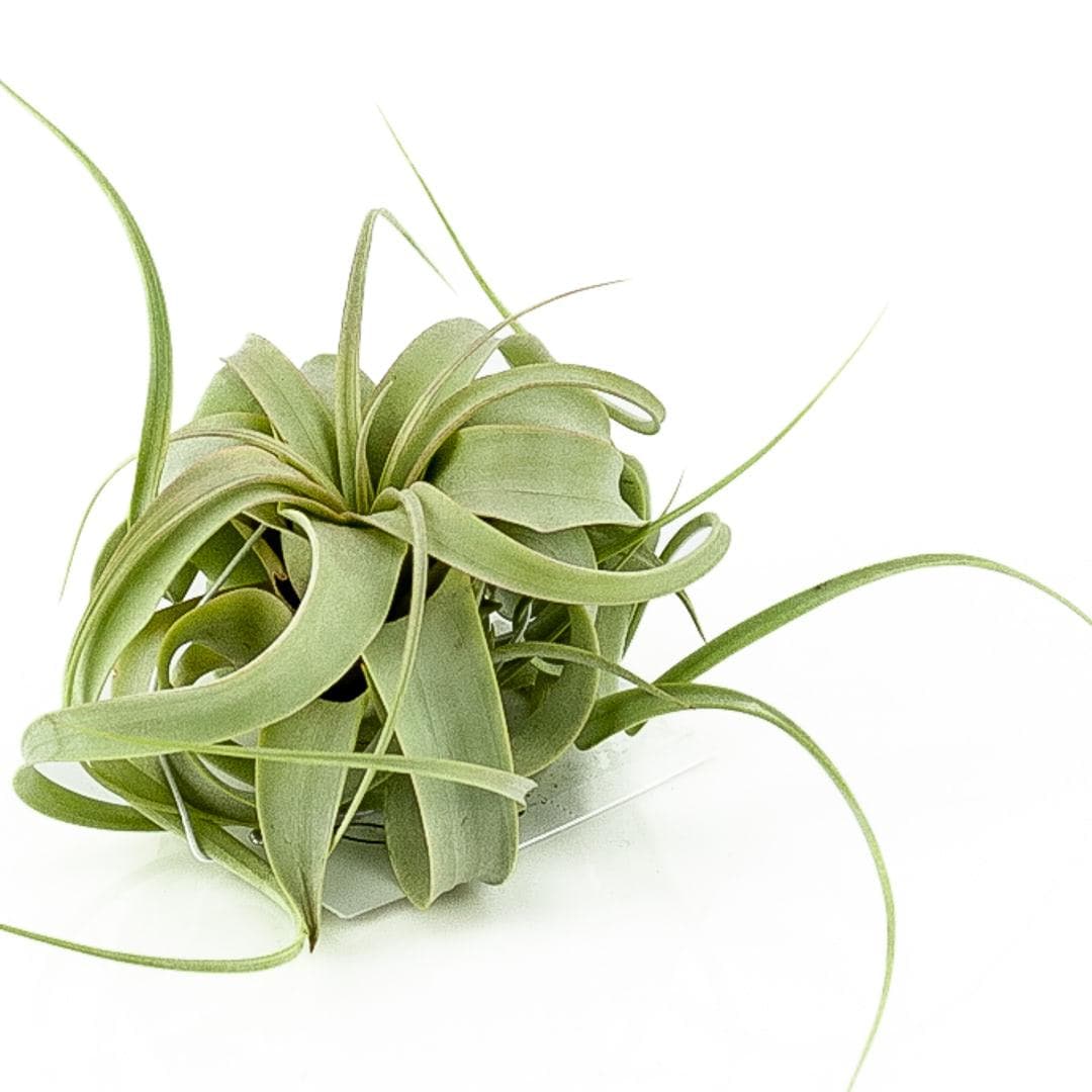 Tillandsia xerographica - Green Fresh Florals + Plants