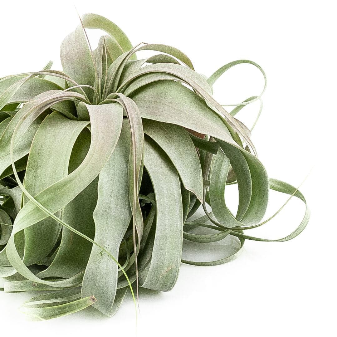 Tillandsia xerographica - Green Fresh Florals + Plants