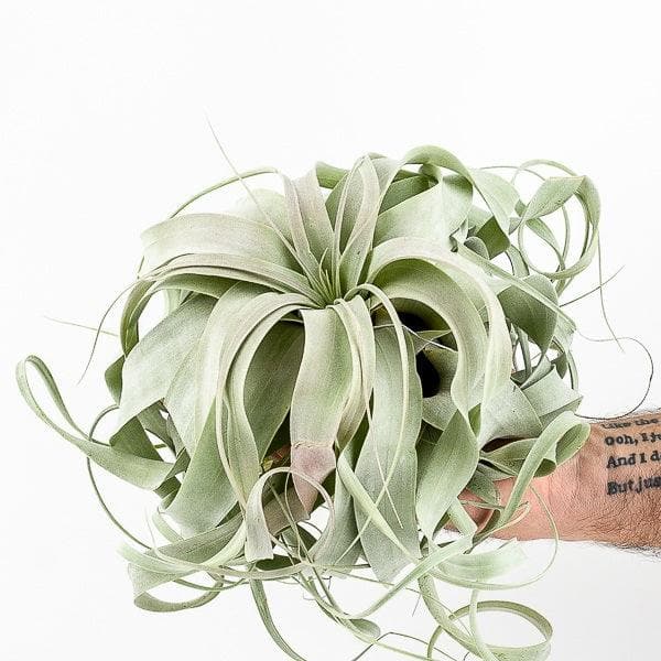 Tillandsia xerographica - Green Fresh Florals + Plants