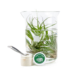 Tillandsia air plant food from Green Fresh Florals + Plants