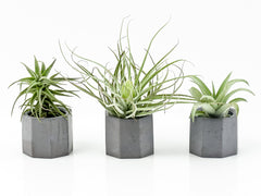 Trio of Air Plants in Concrete Holders from Green Fresh Florals + Plants