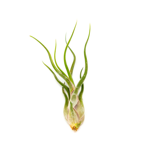 Tillandsia caput-medusae (air plant) from Green Fresh Florals + Plants