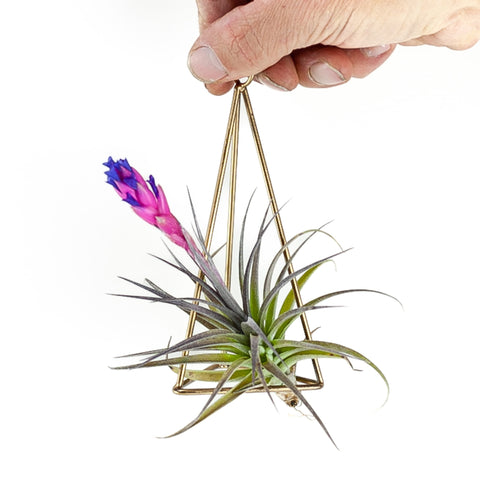 Wallindsia cyanea (Air Plant) from Green Fresh Florals + Plants