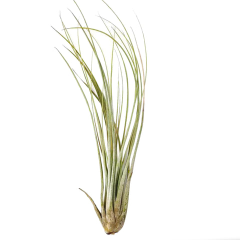 Tillandsia juncea (air plant) from Green Fresh Florals + Plants