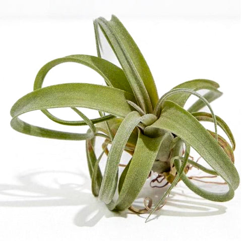 Tillandsia streptophylla (air plant) from Green Fresh Florals + Plants