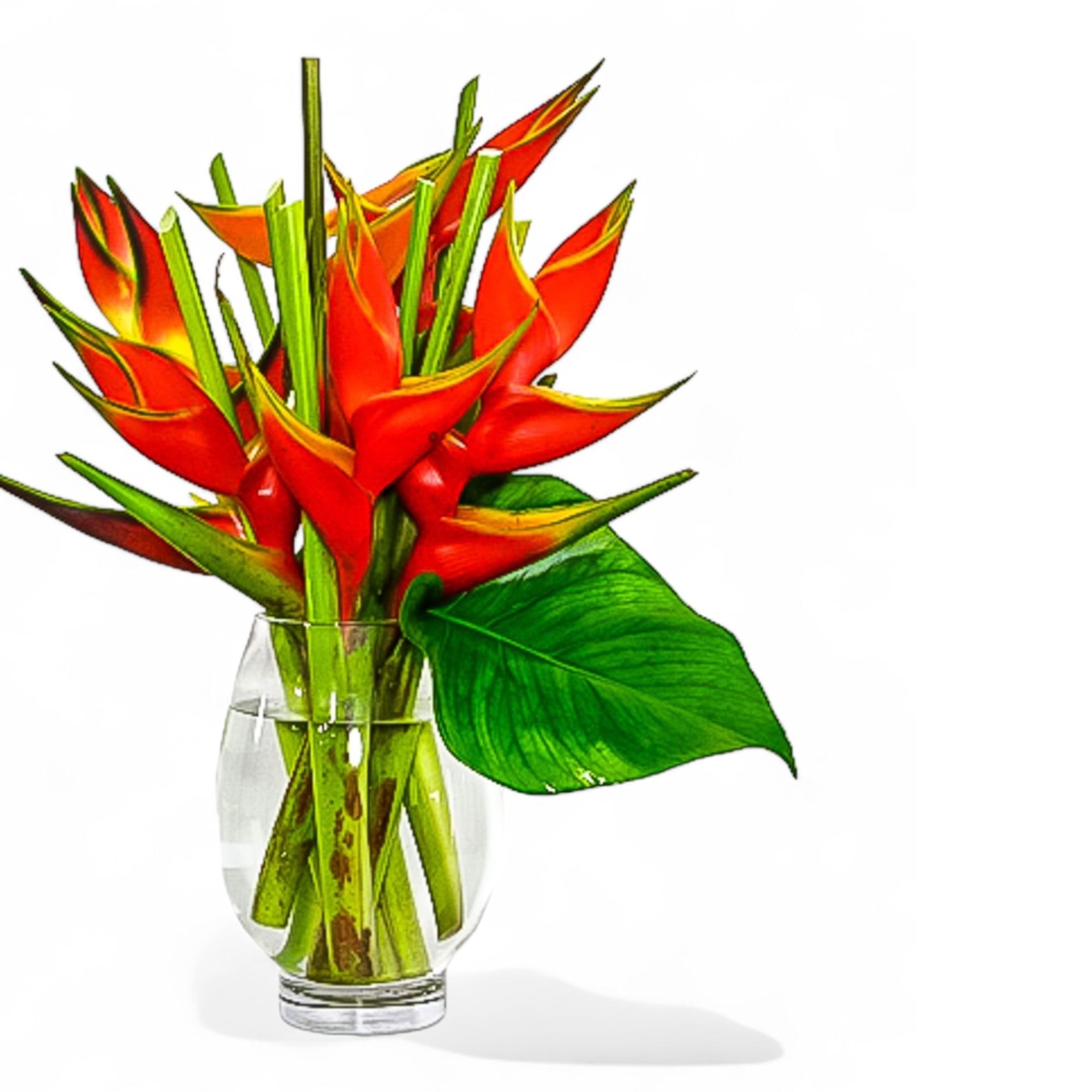 Tropical Fuego Heliconia - Green Fresh Florals + Plants