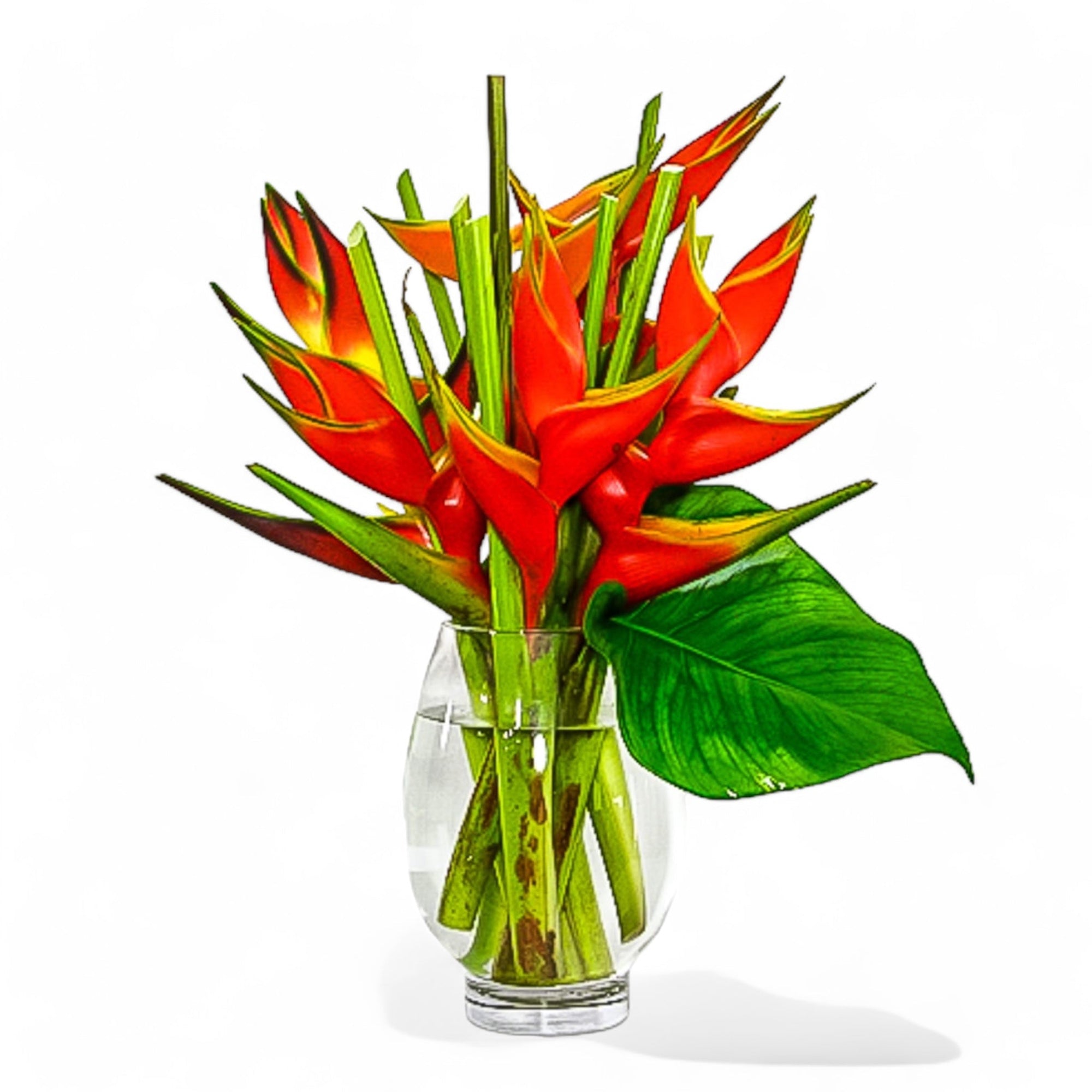 Tropical Fuego Heliconia - Green Fresh Florals + Plants