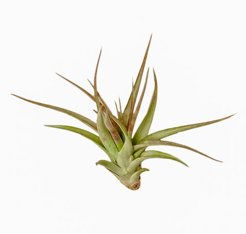 Tillandsia brachycaulo (Air Plant) from Green Fresh Florals + Plants