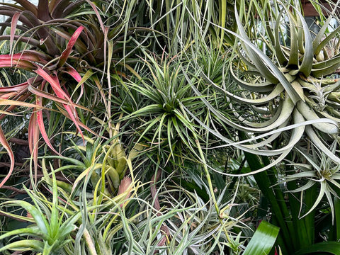 Assorted Tillandsia Growing in the Seattle Botanical Gardens