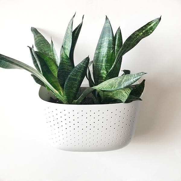 Wally Eco Living Wall Planter - Green Fresh Florals + Plants