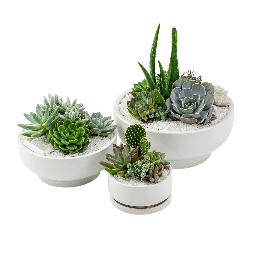 White Crystal Succulent Garden - Green Fresh Florals + Plants