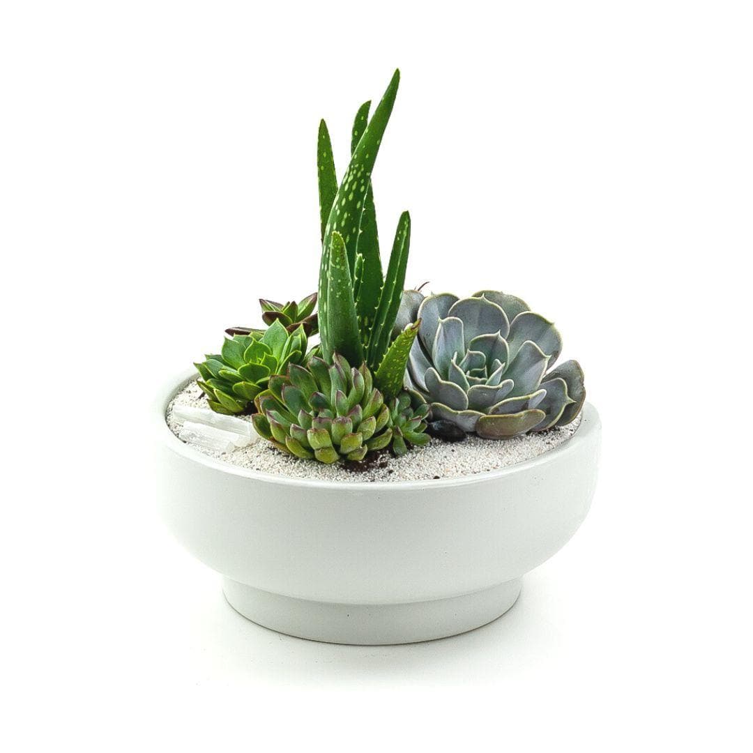 White Crystal Succulent Garden - Green Fresh Florals + Plants