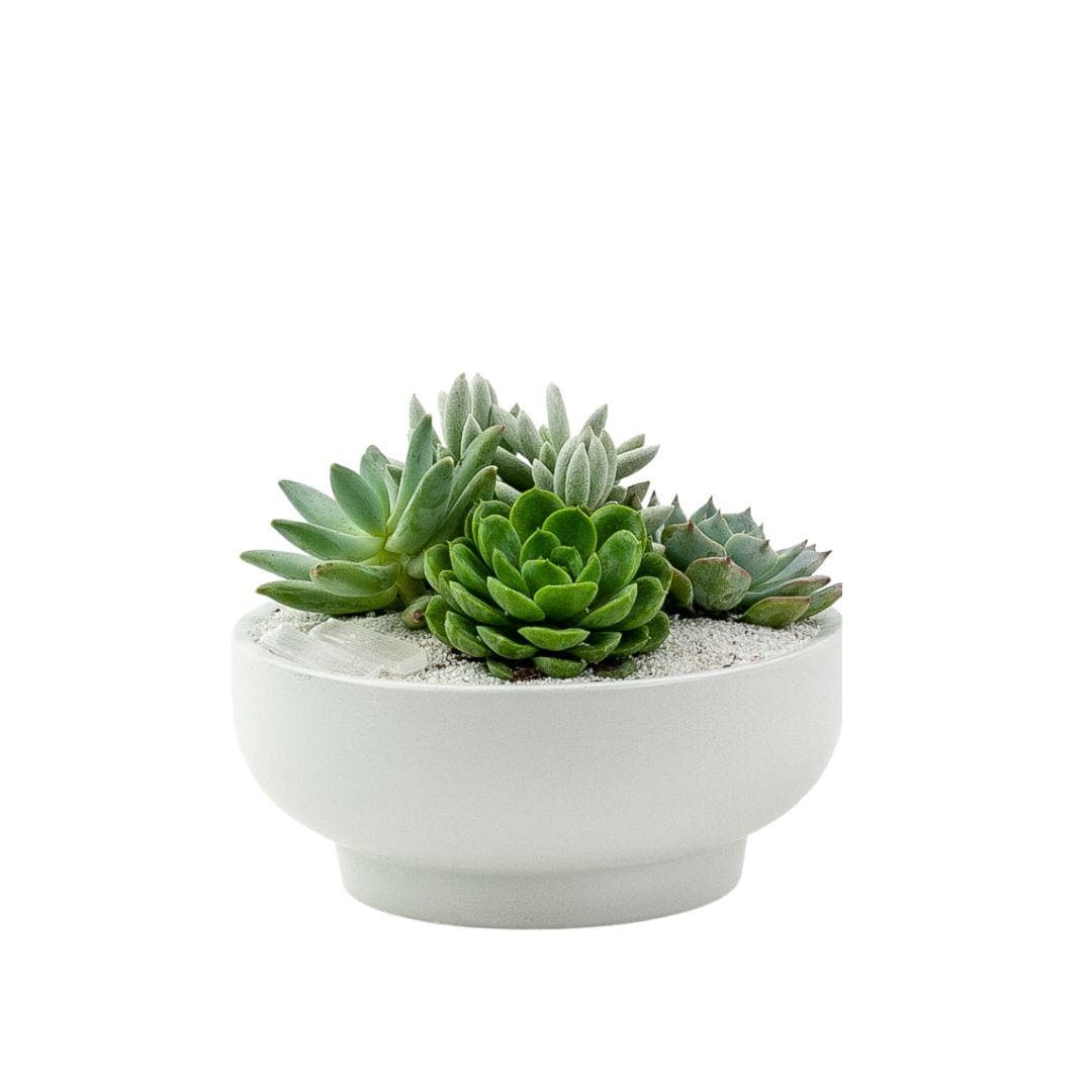 White Crystal Succulent Garden - Green Fresh Florals + Plants