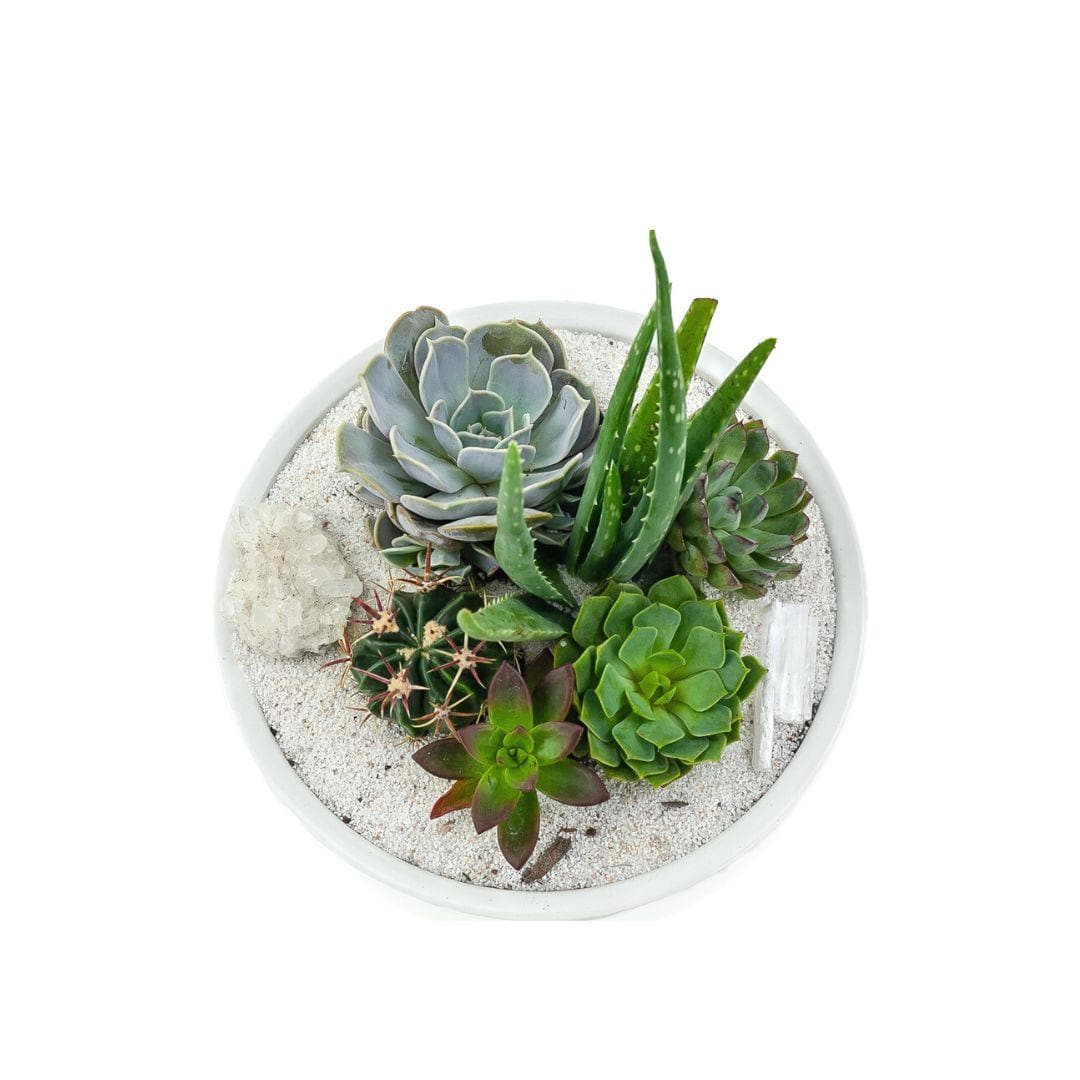 White Crystal Succulent Garden - Green Fresh Florals + Plants