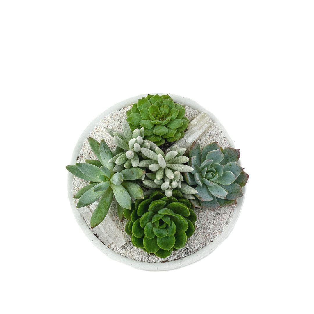 White Crystal Succulent Garden - Green Fresh Florals + Plants