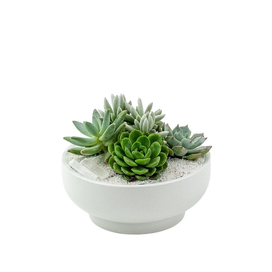 White Crystal Succulent Garden - Green Fresh Florals + Plants