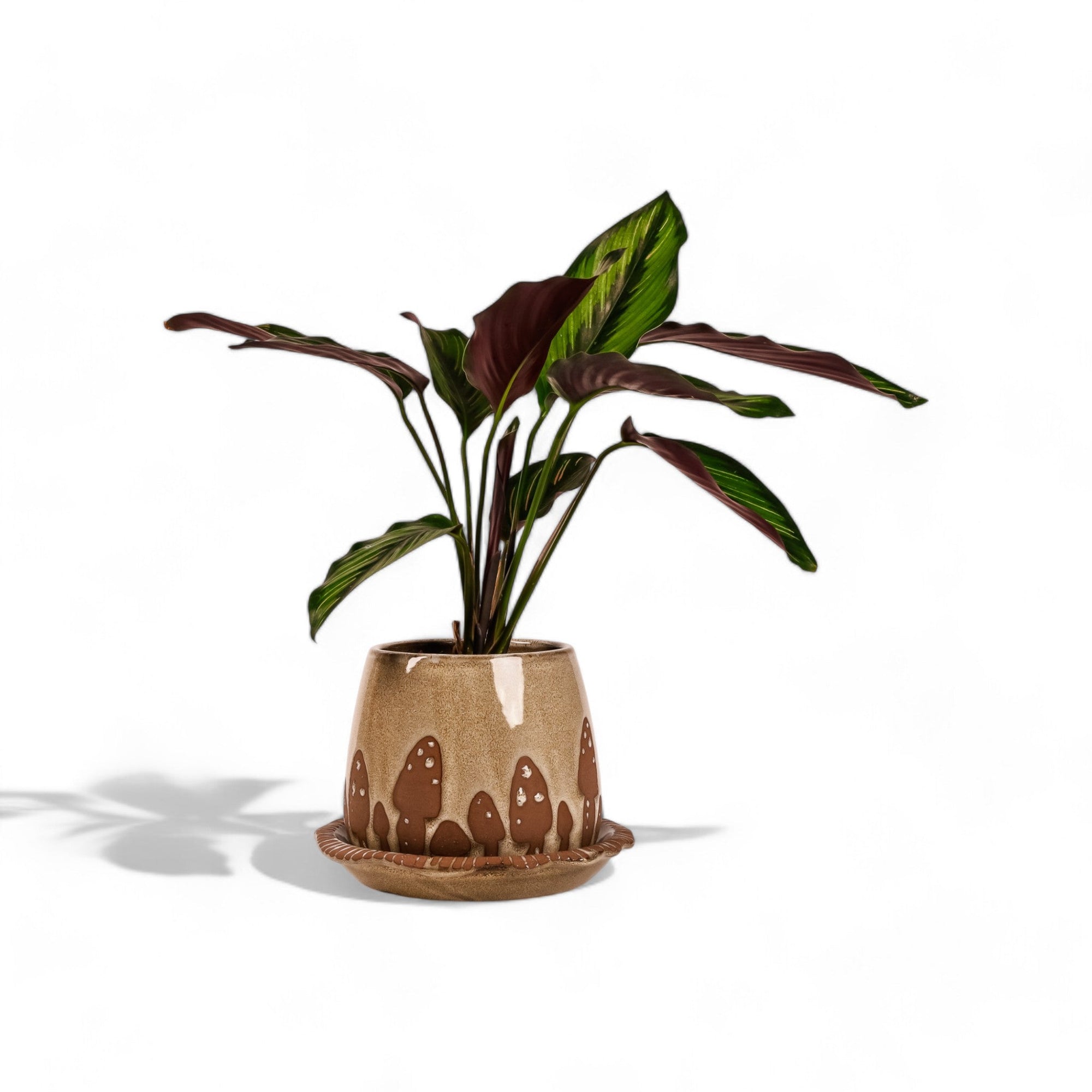 Wild Mushroom Pot + Saucer - Green Fresh Florals + Plants