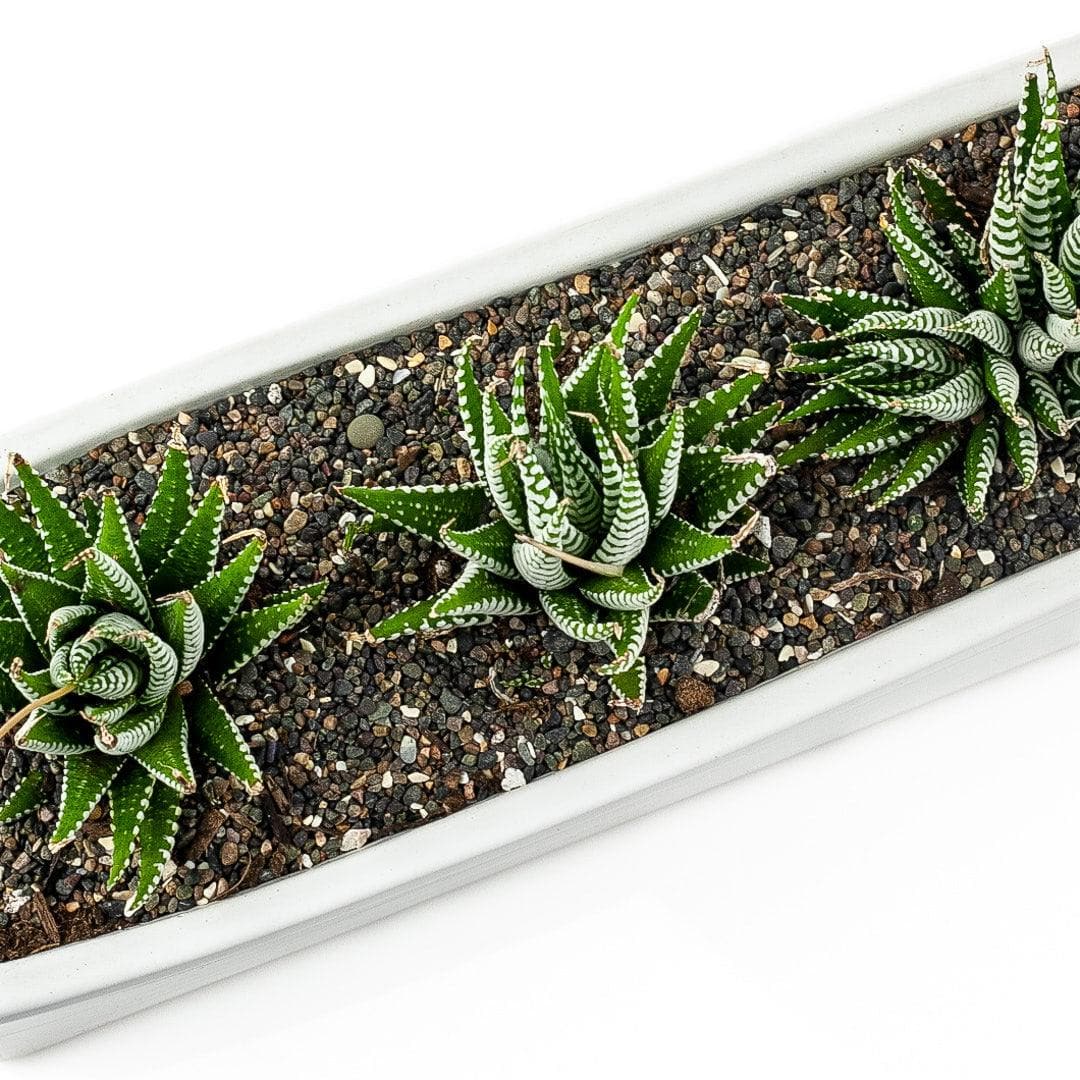 Zebra Haworthia Trio Planter - Green Fresh Florals + Plants