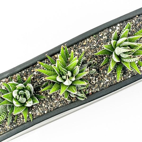 Zebra Haworthia Trio Planter - Green Fresh Florals + Plants