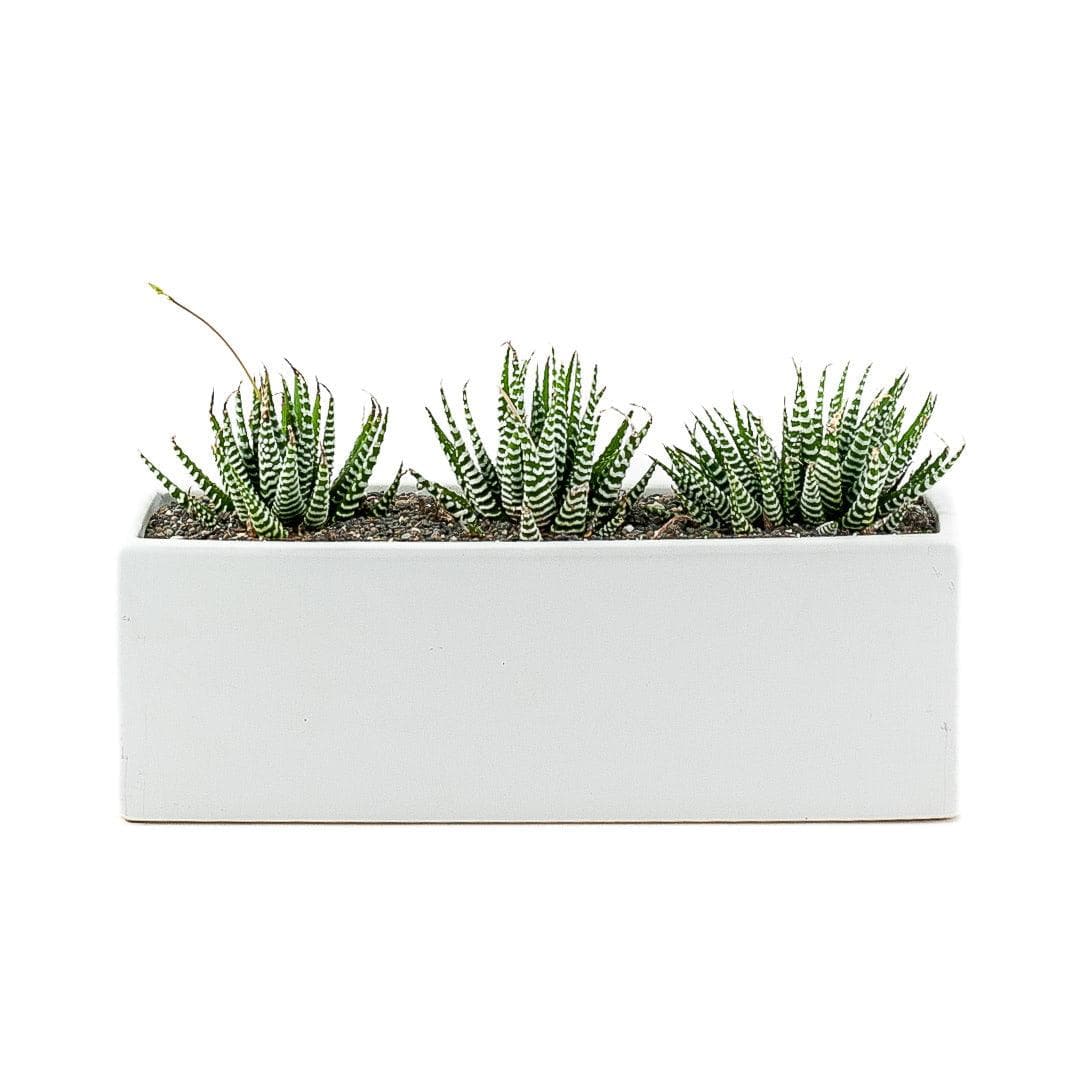 Zebra Haworthia Trio Planter - Green Fresh Florals + Plants