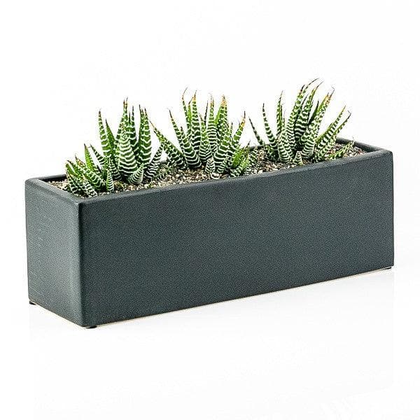 Zebra Haworthia Trio Planter - Green Fresh Florals + Plants