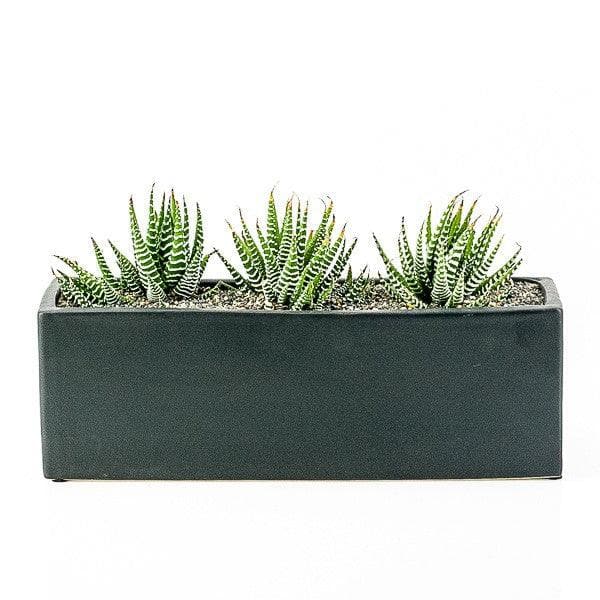 Zebra Haworthia Trio Planter - Green Fresh Florals + Plants