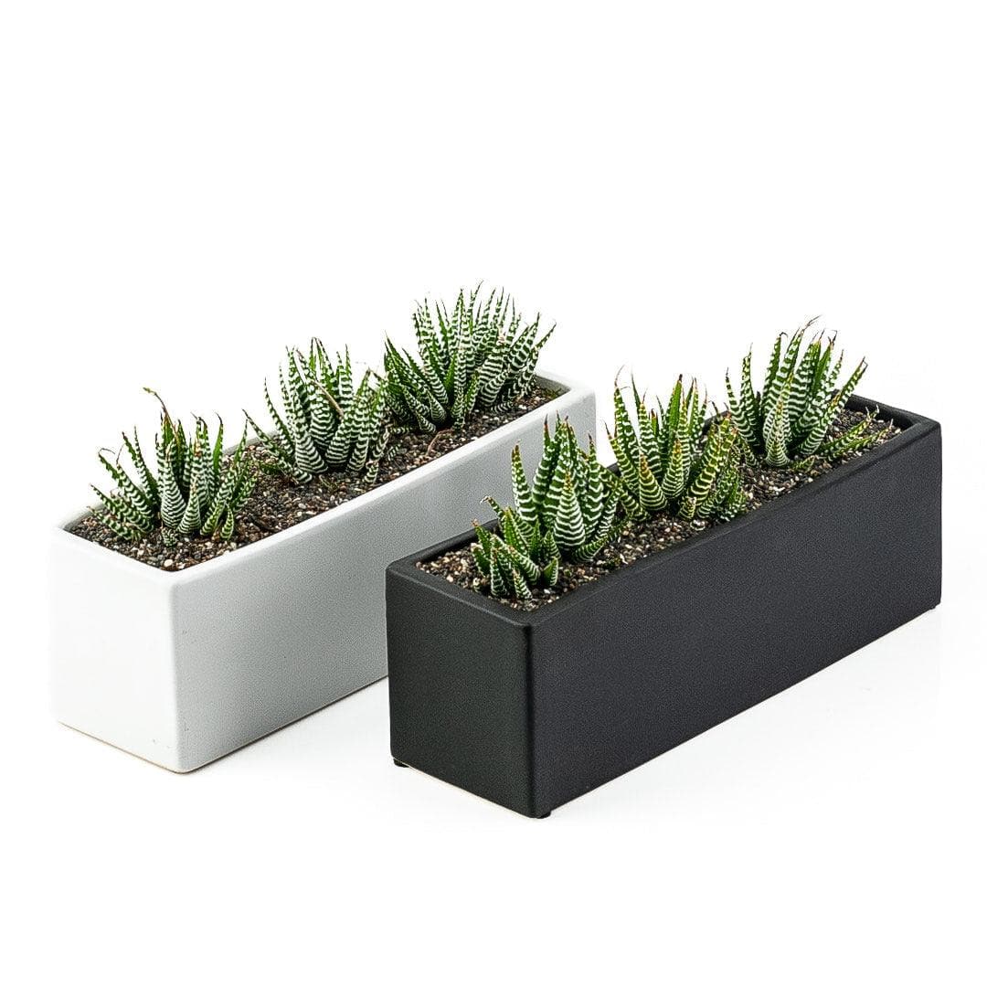 Zebra Haworthia Trio Planter - Green Fresh Florals + Plants